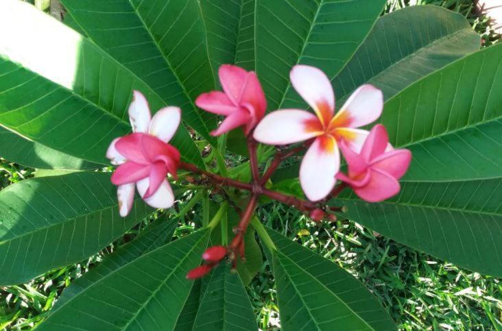 Comfy Home-Tropical Garden & 5 Min Walk To Beach Tamarin Extérieur photo
