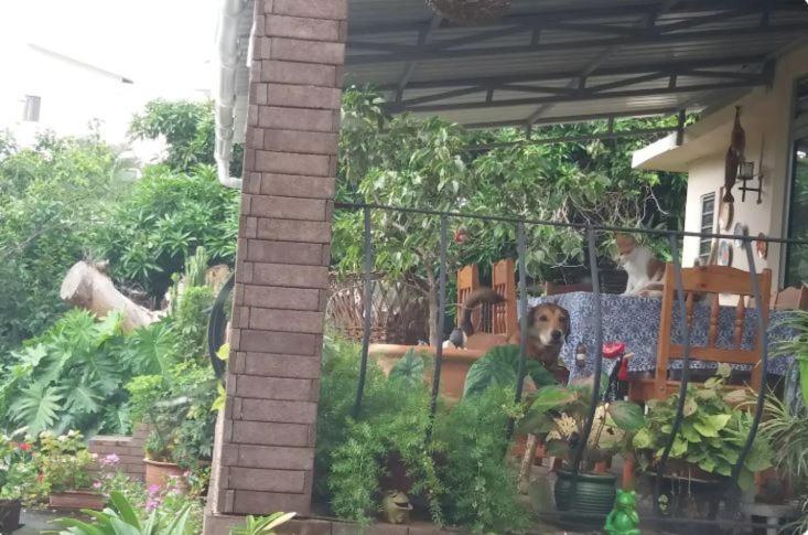 Comfy Home-Tropical Garden & 5 Min Walk To Beach Tamarin Extérieur photo